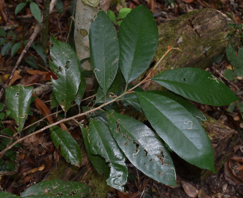 Alphitonia whitei photo 7