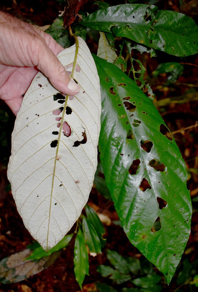 Alphitonia whitei photo 8