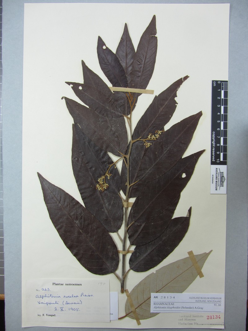 Alphitonia zizyphoides