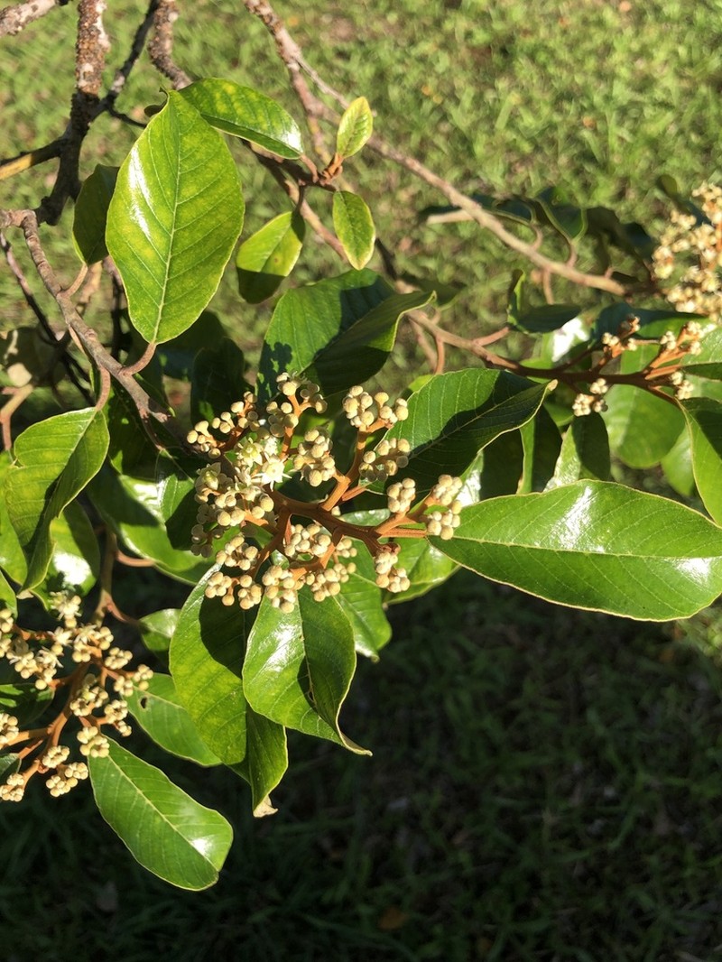 Alphitonia zizyphoides photo 2