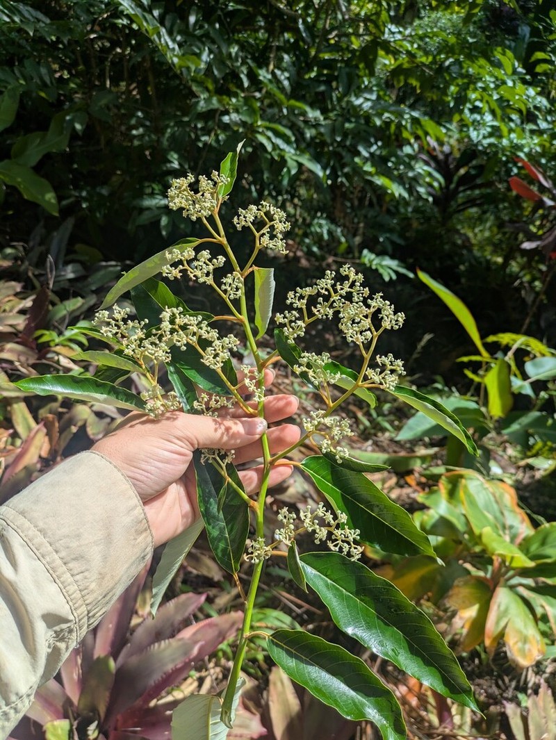 Alphitonia zizyphoides photo 3