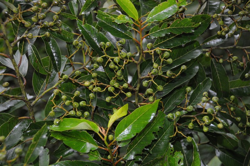 Alphitonia zizyphoides photo 4