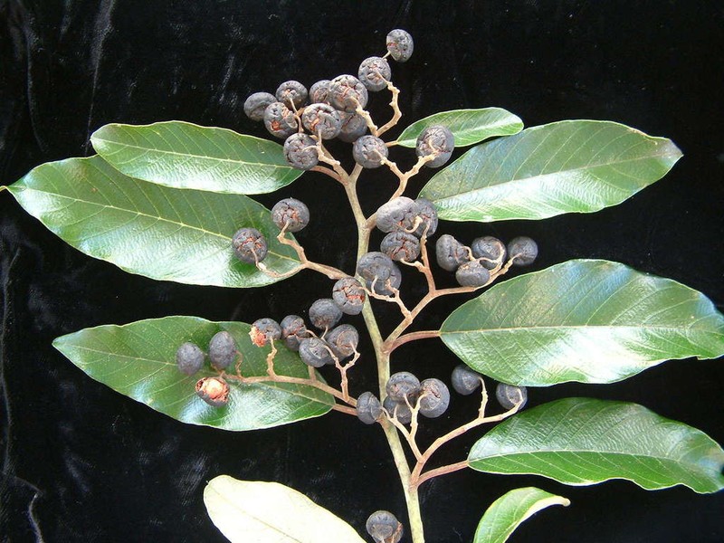 Alphitonia zizyphoides photo 5