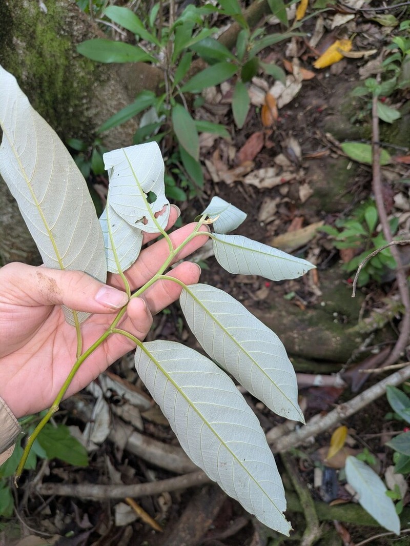 Alphitonia zizyphoides photo 6
