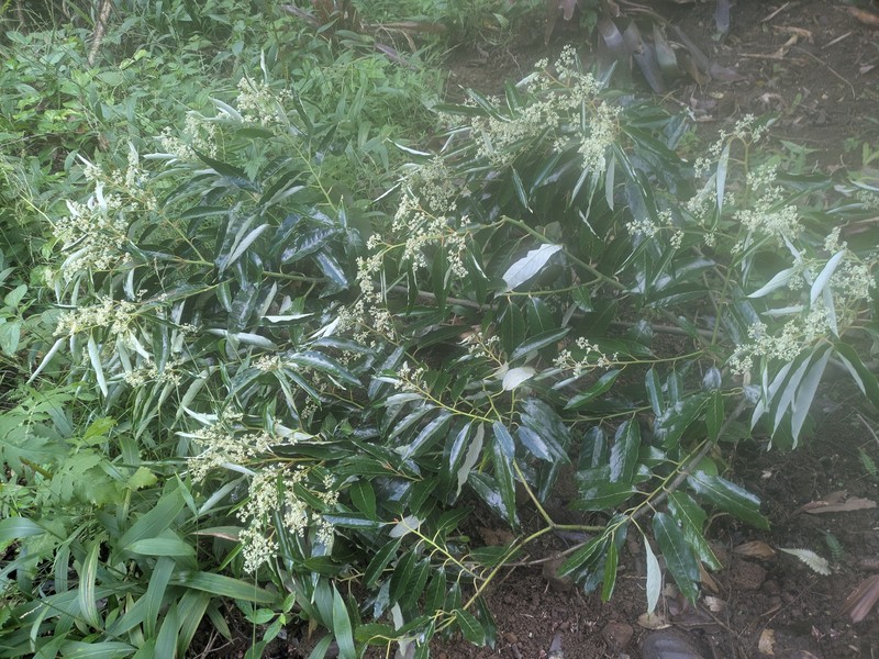 Alphitonia zizyphoides photo 7