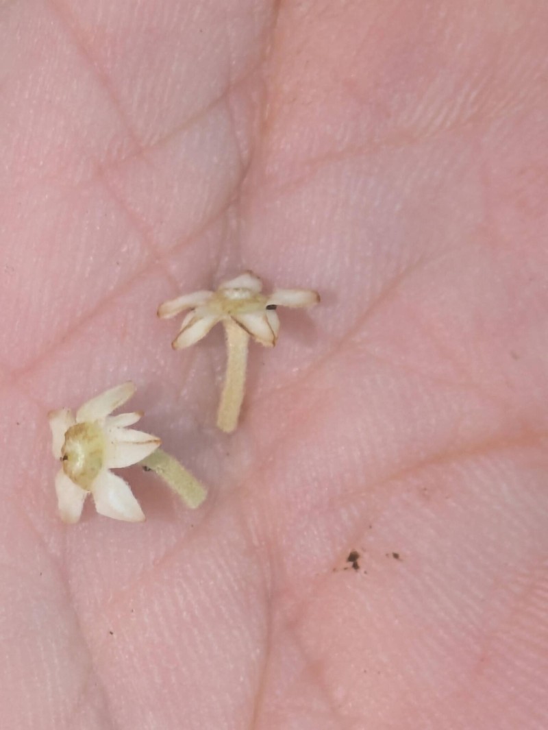 Alphitonia zizyphoides photo 8