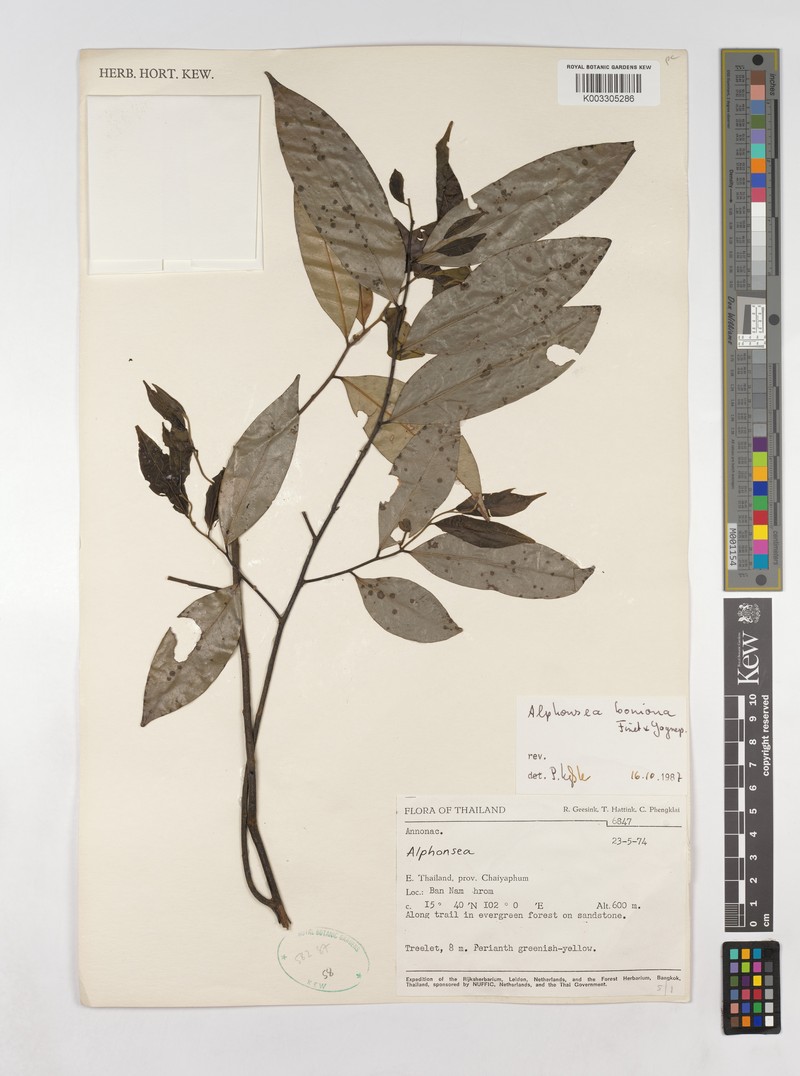 Alphonsea boniana photo 2