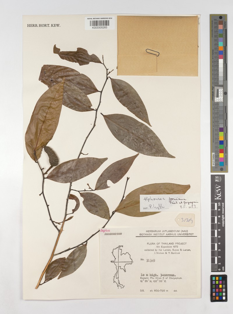 Alphonsea boniana photo 5