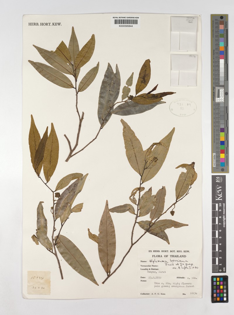 Alphonsea boniana photo 7
