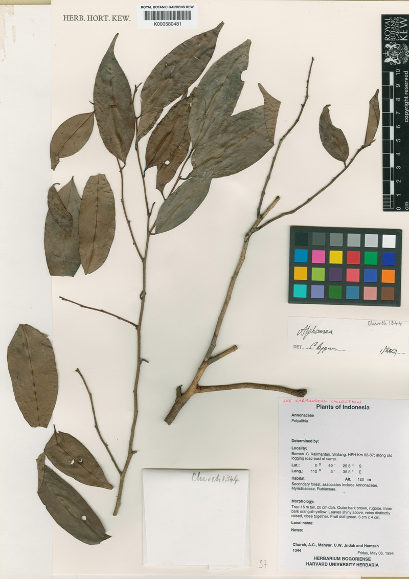 Alphonsea borneensis