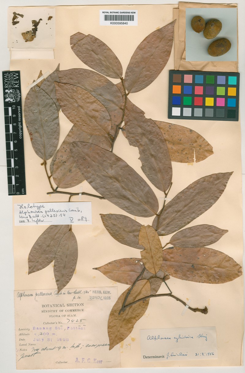Alphonsea cylindrica