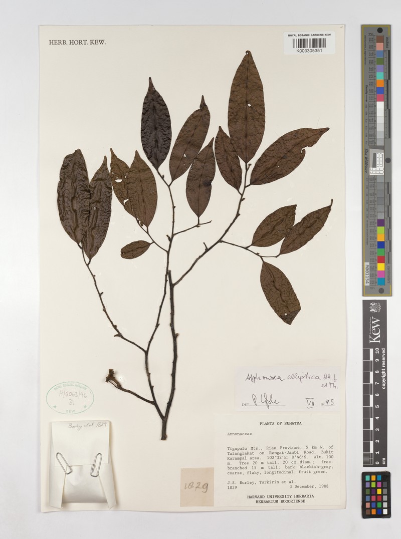 Alphonsea elliptica