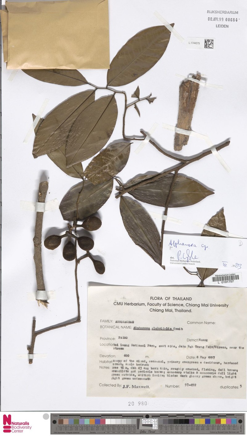 Alphonsea glandulosa photo 3