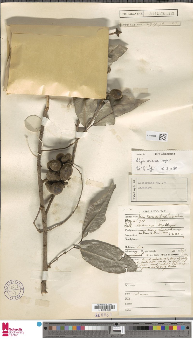 Alphonsea glandulosa photo 4