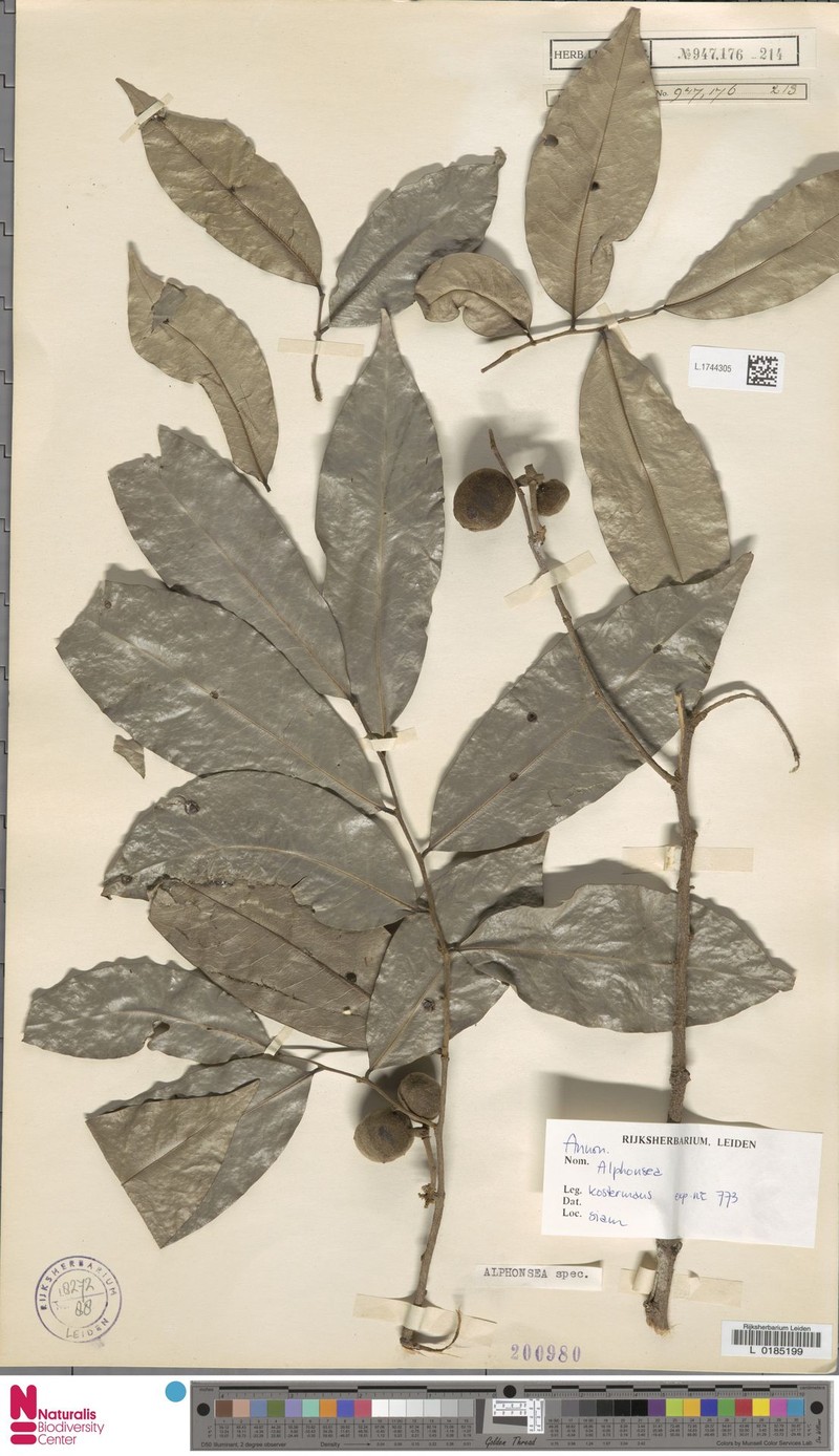 Alphonsea glandulosa photo 5
