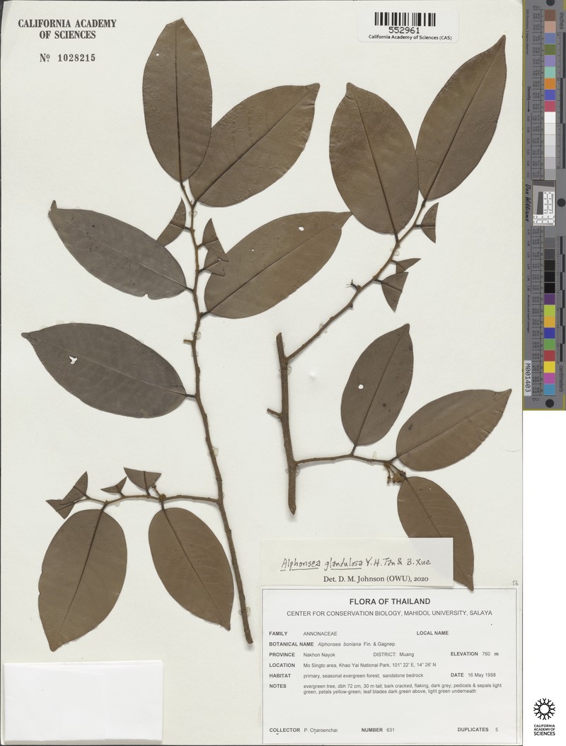 Alphonsea glandulosa