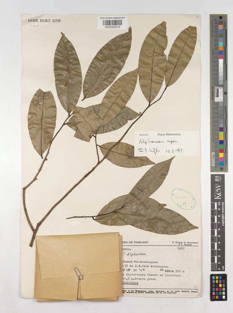 Alphonsea glandulosa photo 2