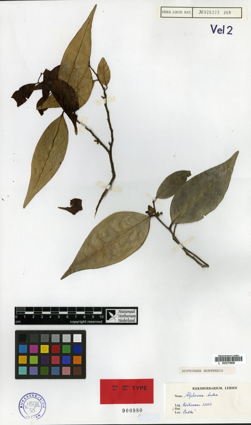 Alphonsea hortensis