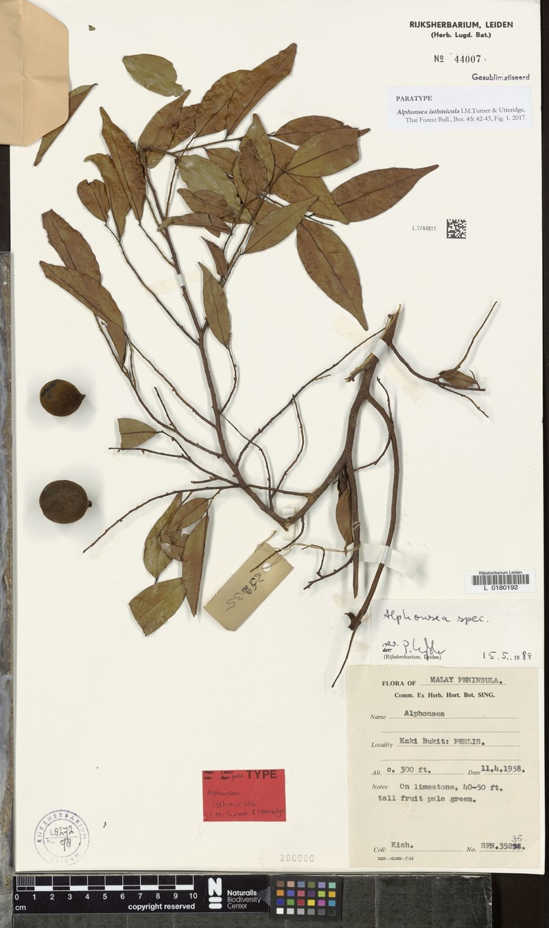 Alphonsea isthmicola photo 2