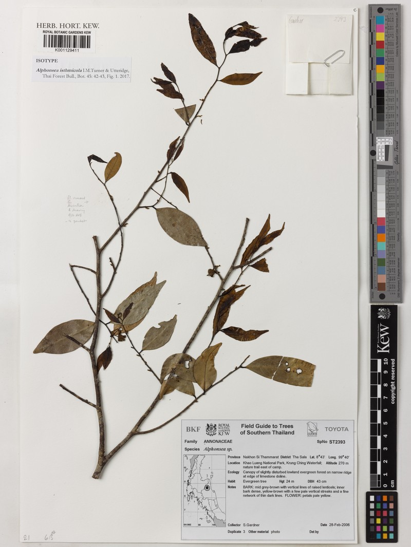 Alphonsea isthmicola