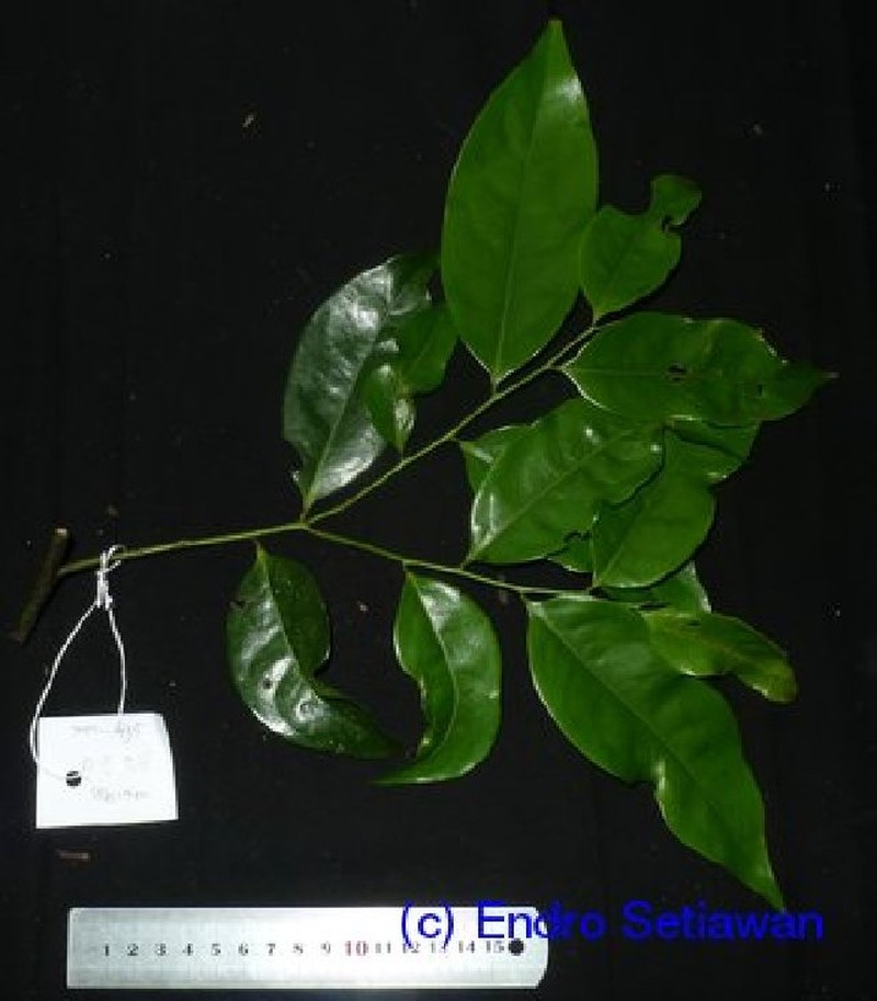 Alphonsea javanica