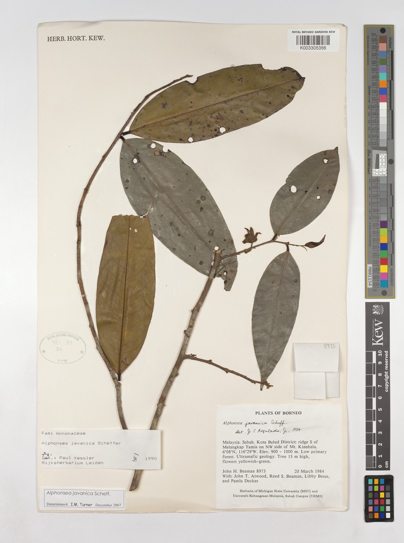 Alphonsea javanica photo 2