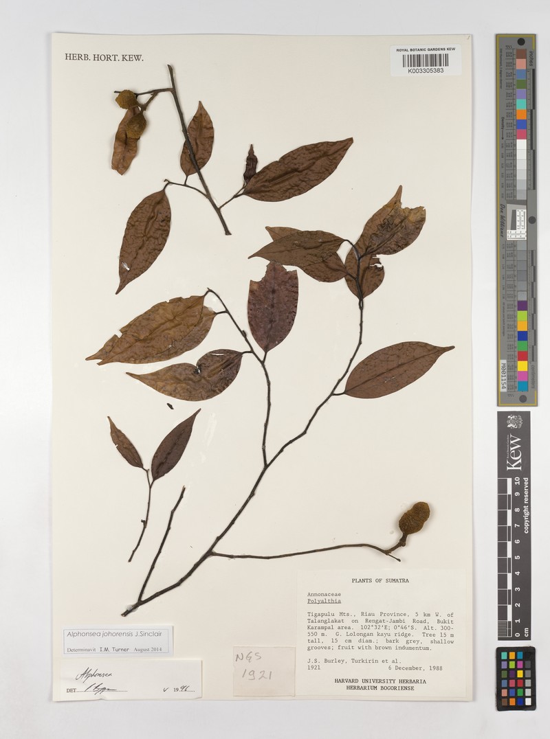 Alphonsea johorensis