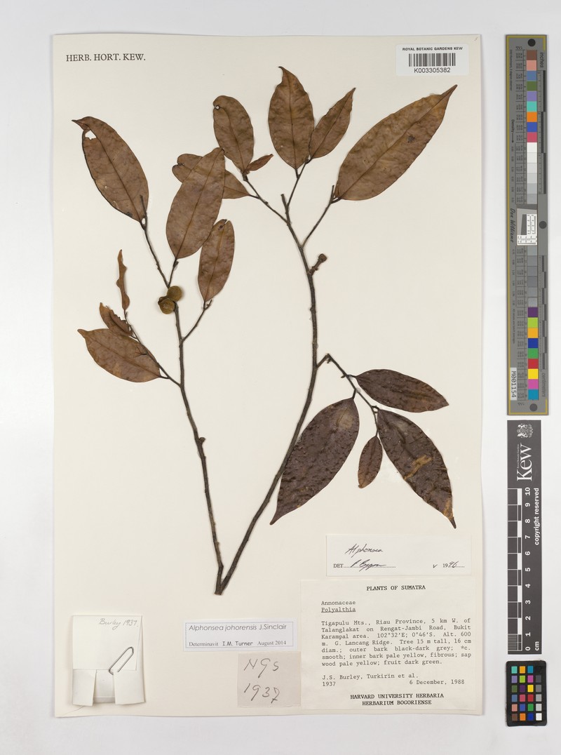 Alphonsea johorensis photo 2