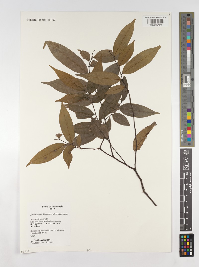 Alphonsea kinabaluensis