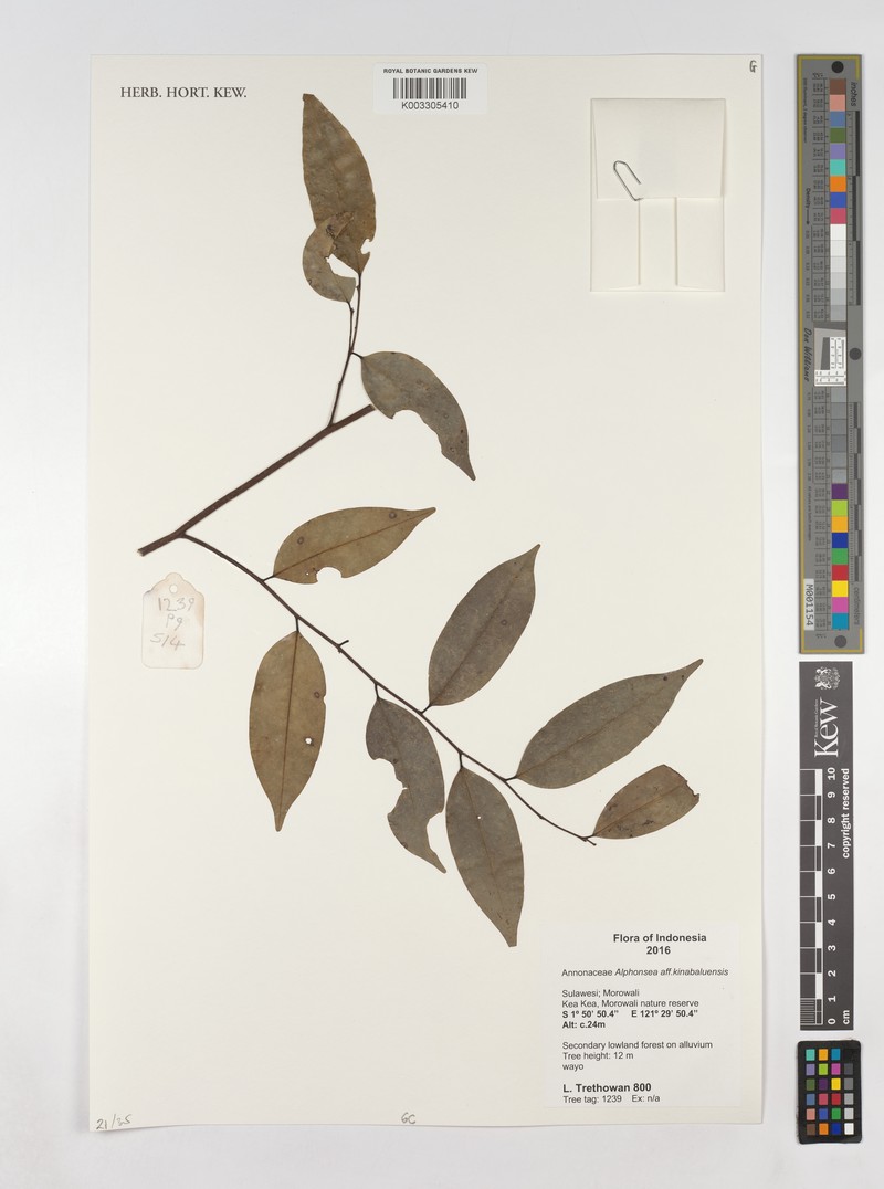 Alphonsea kinabaluensis photo 2