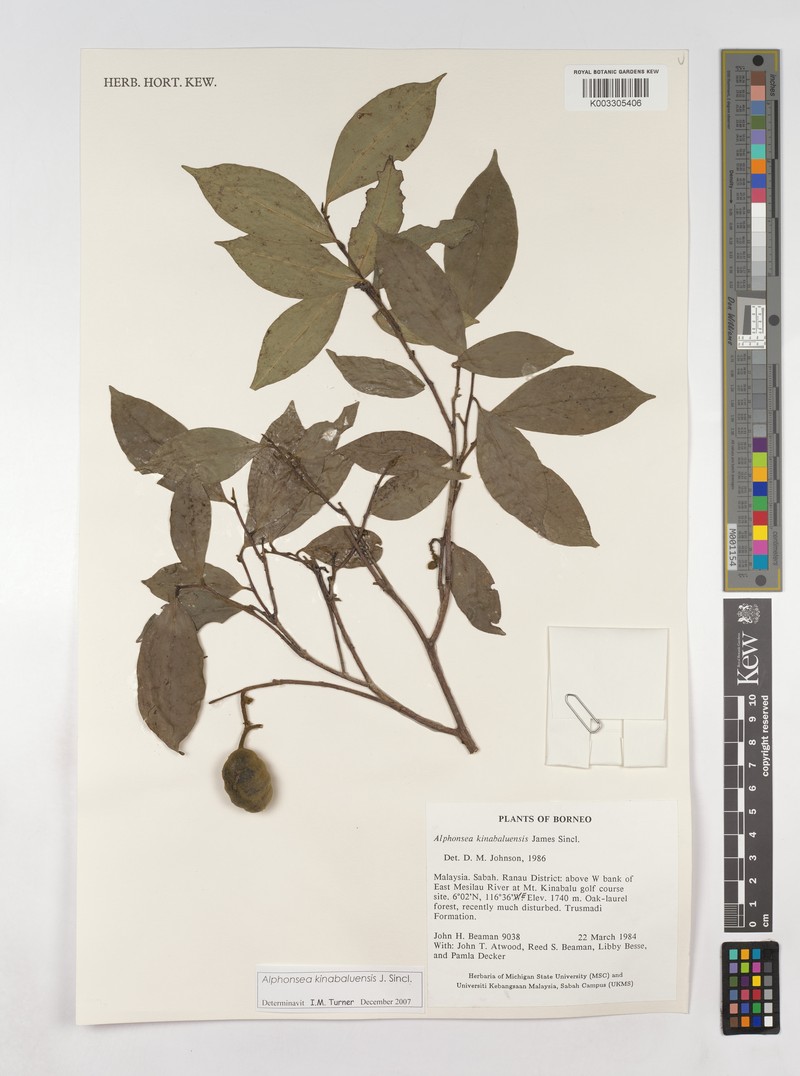 Alphonsea kinabaluensis photo 3