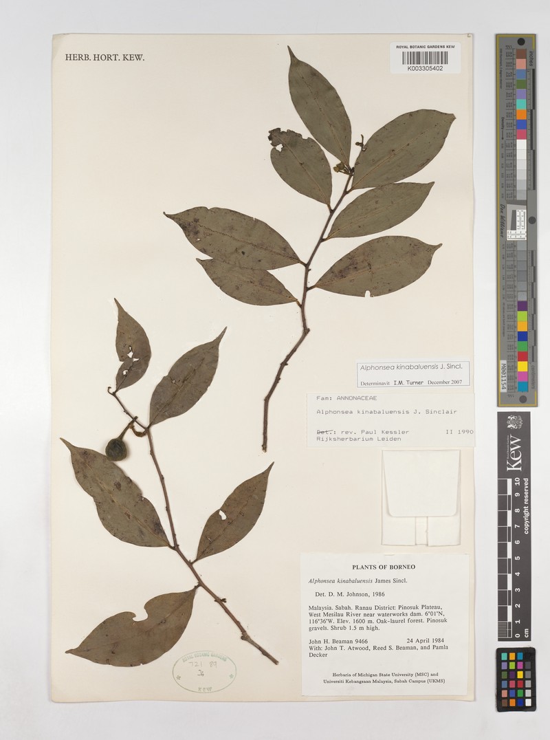 Alphonsea kinabaluensis photo 4