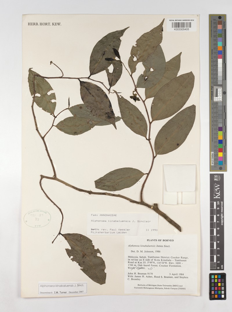 Alphonsea kinabaluensis photo 5