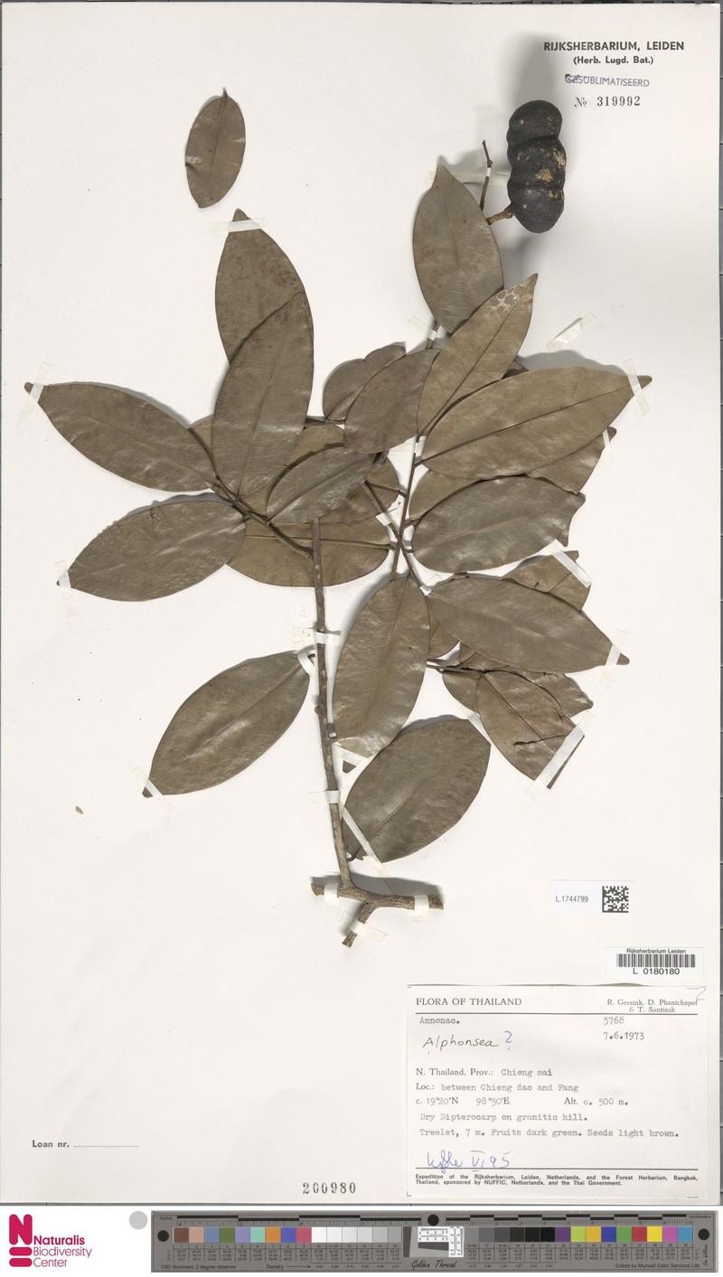 Alphonsea longicarpa