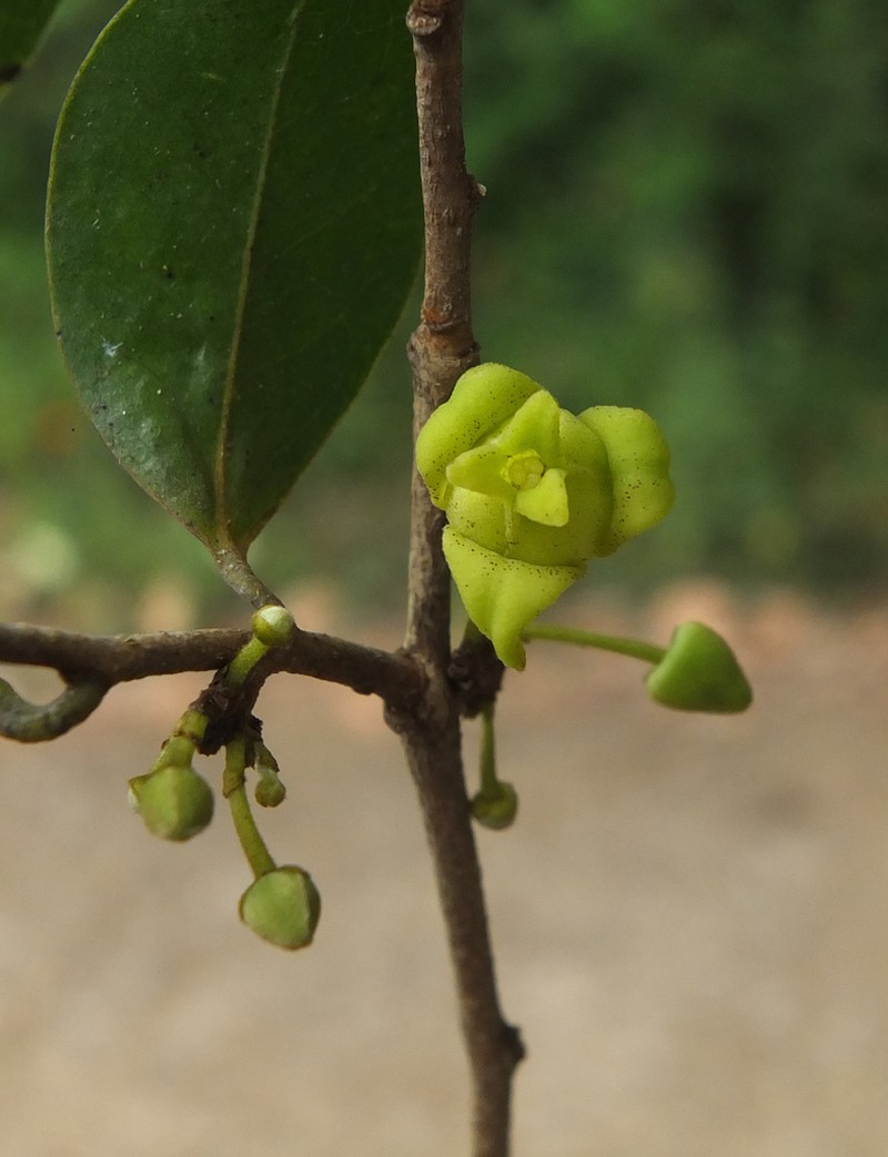 Alphonsea lutea photo 4