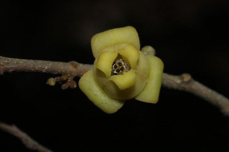 Alphonsea lutea photo 5