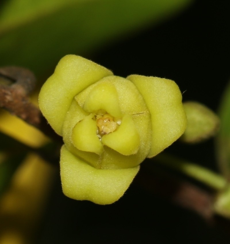 Alphonsea lutea photo 8