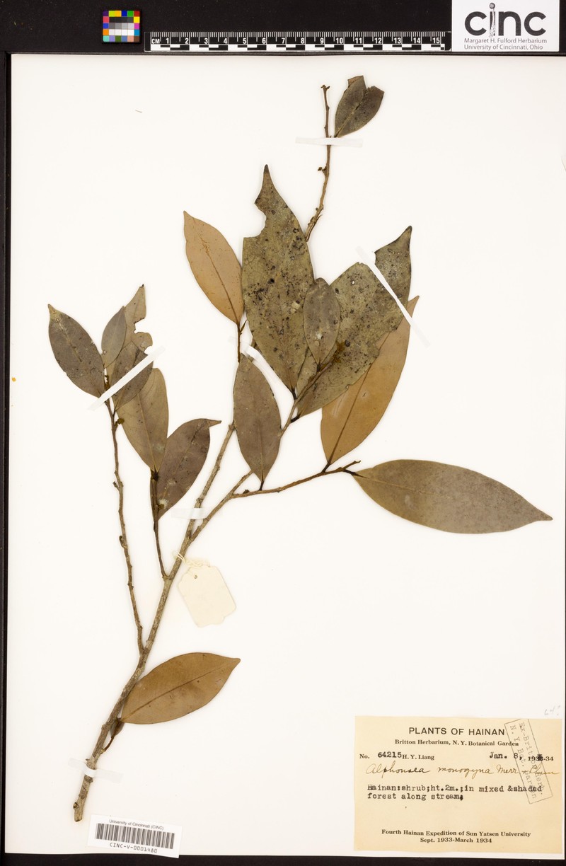 Alphonsea monogyna
