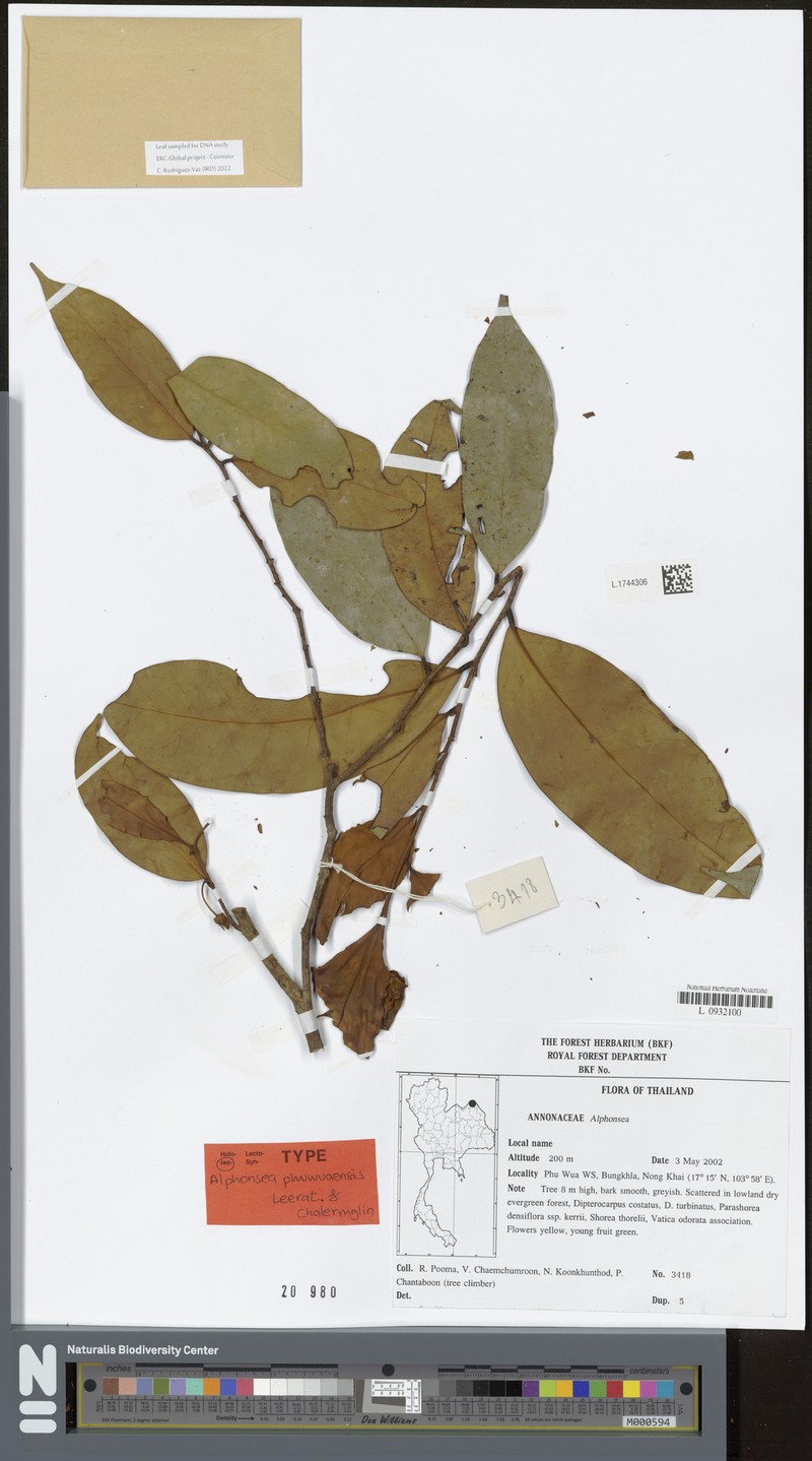 Alphonsea phuwuaensis