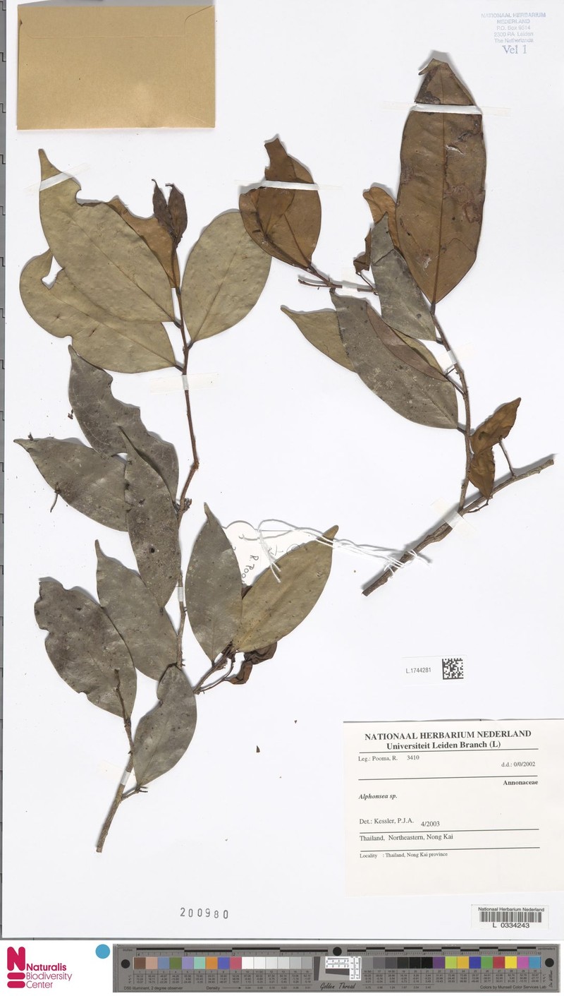 Alphonsea phuwuaensis photo 2