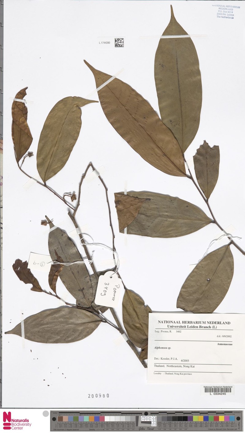 Alphonsea phuwuaensis photo 3
