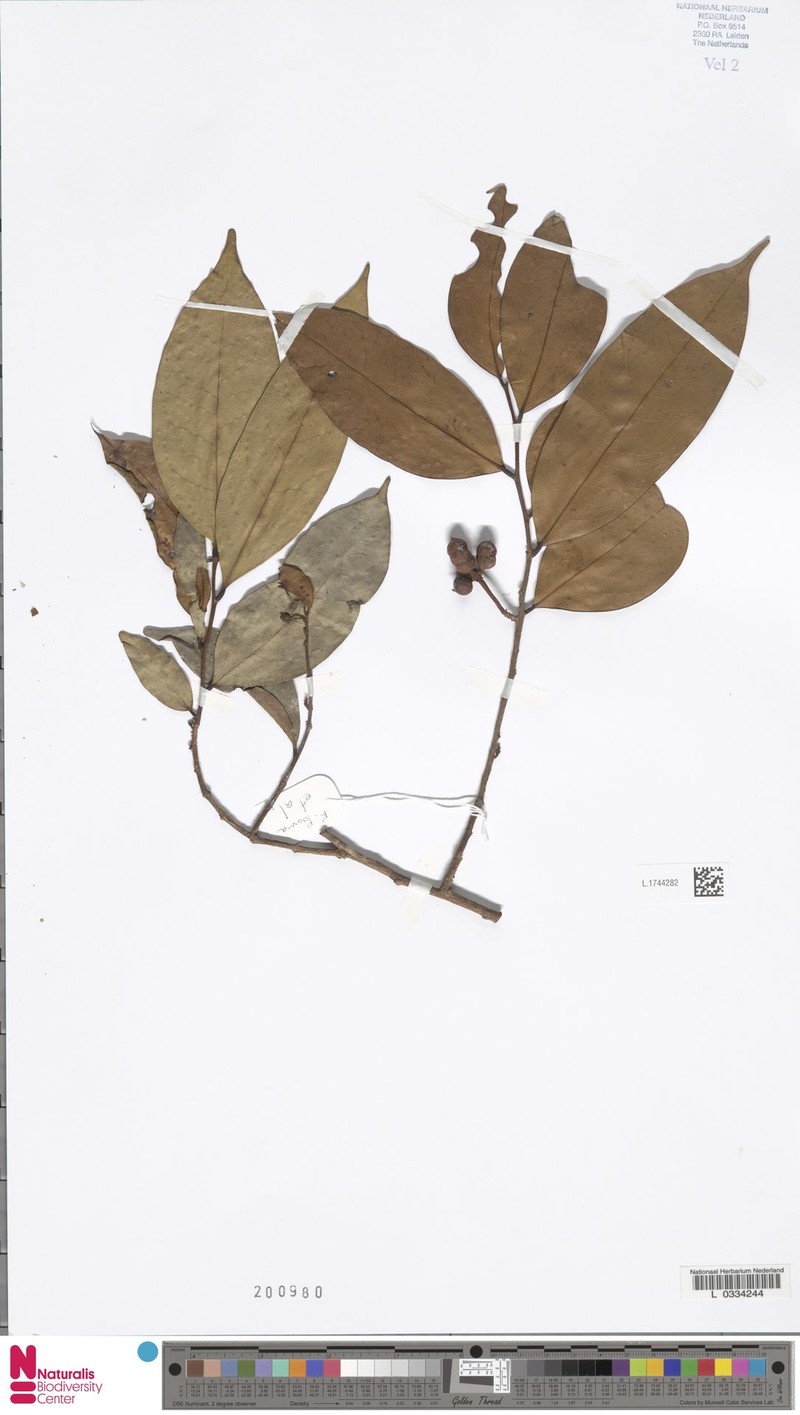 Alphonsea phuwuaensis photo 4