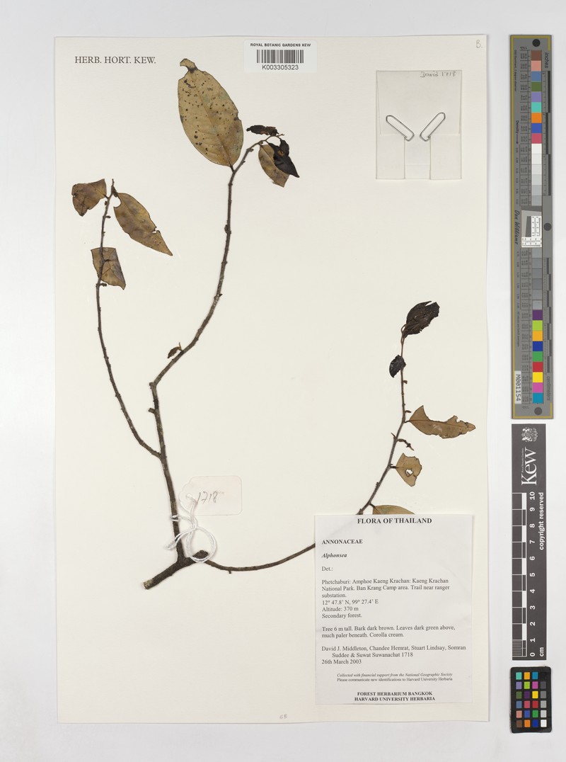 Alphonsea siamensis