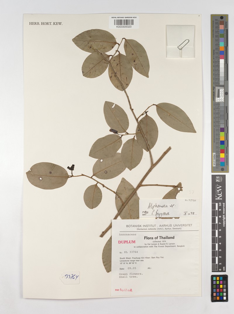 Alphonsea siamensis photo 2