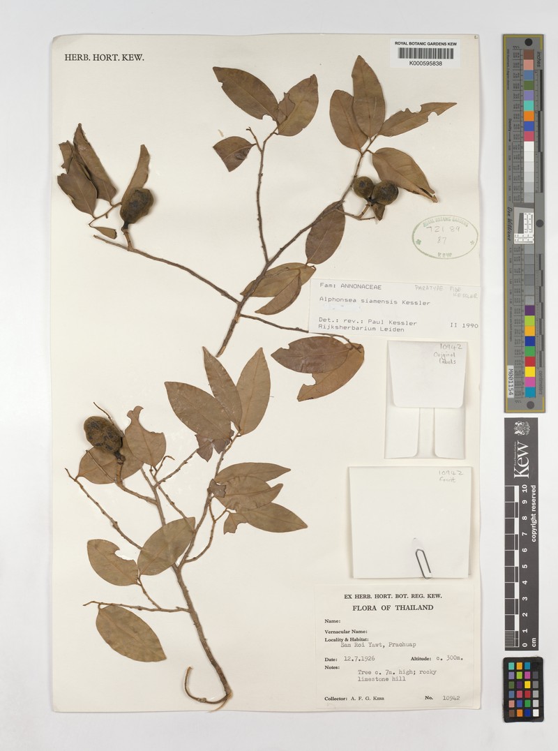 Alphonsea siamensis photo 3