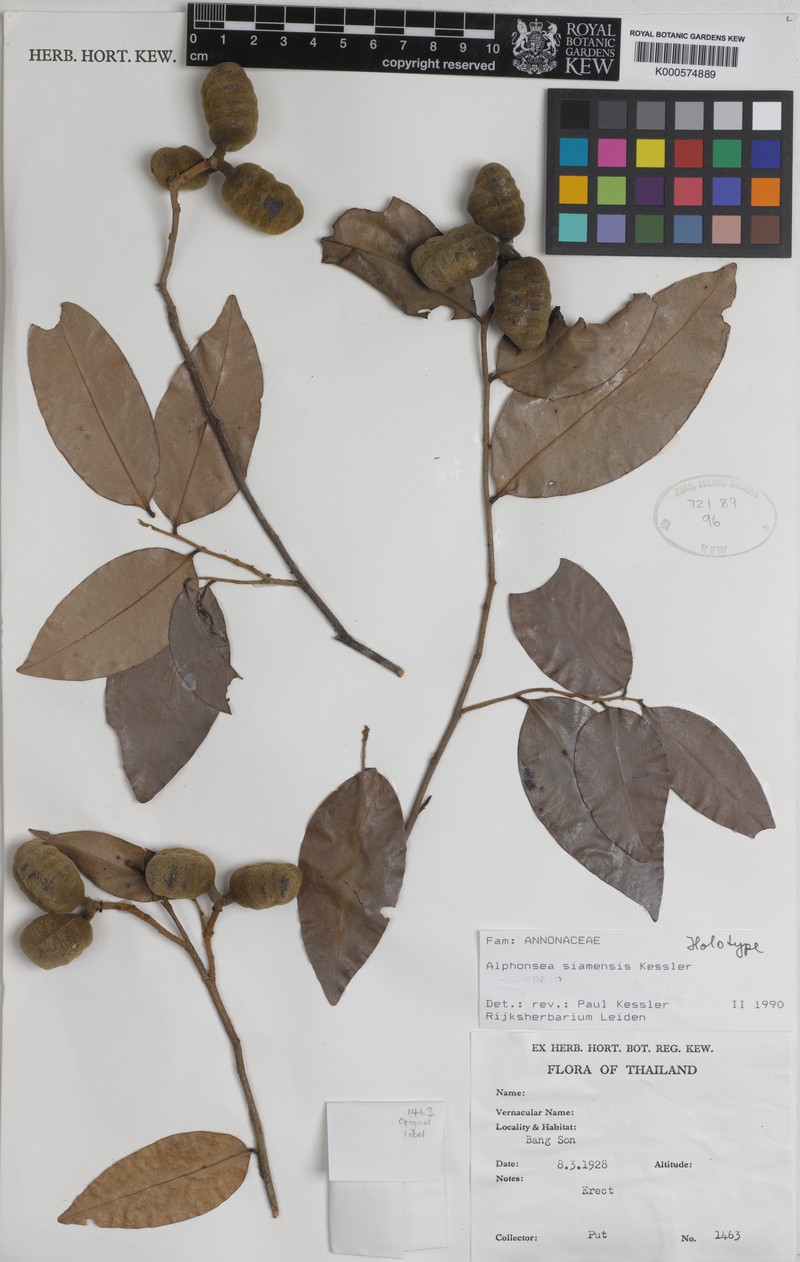 Alphonsea siamensis photo 4