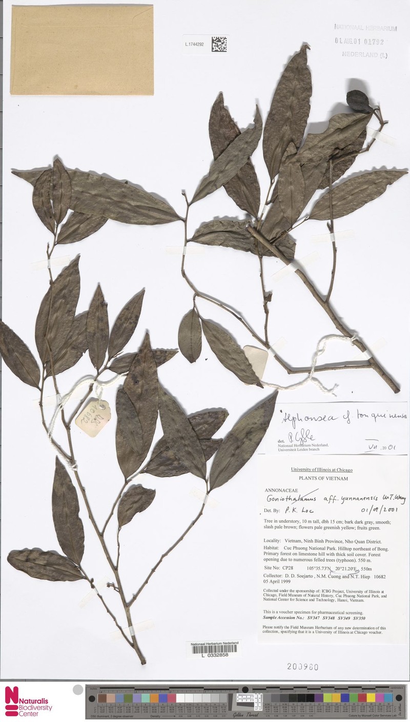 Alphonsea tonquinensis var. tonquinensis