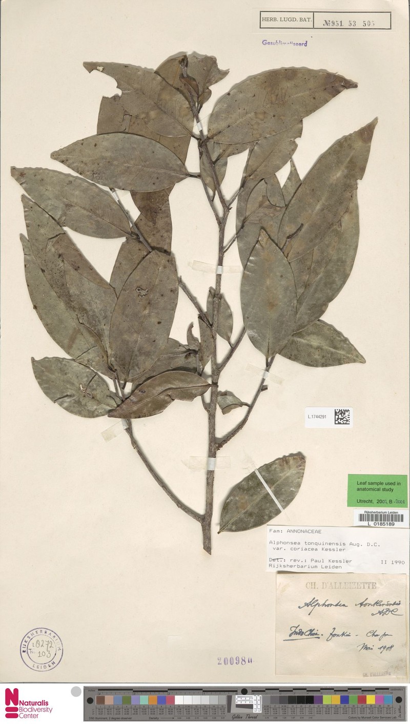 Alphonsea tonquinensis var. tonquinensis photo 2