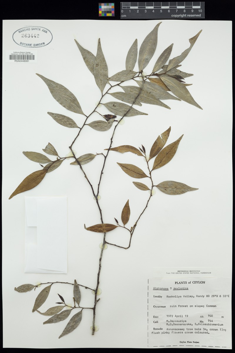Alphonsea zeylanica