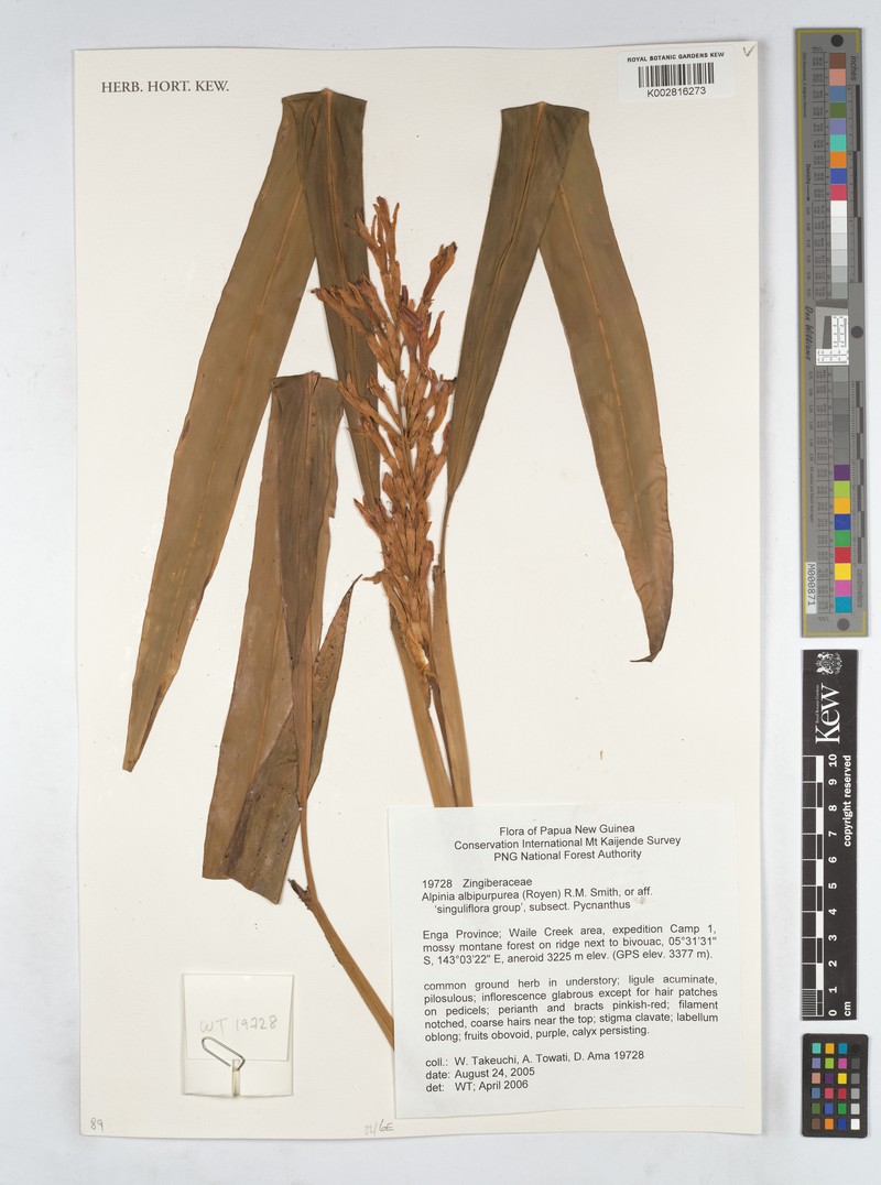 Alpinia albipurpurea